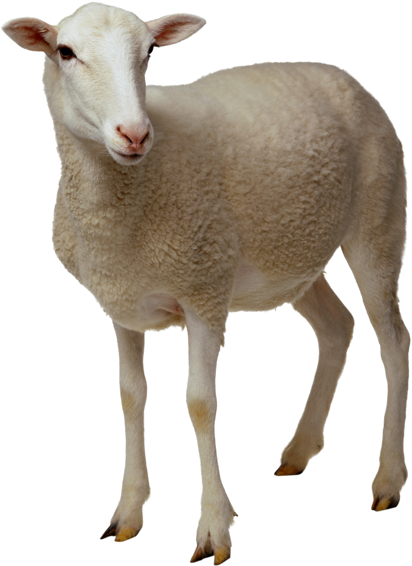 lamb clipart transparent background