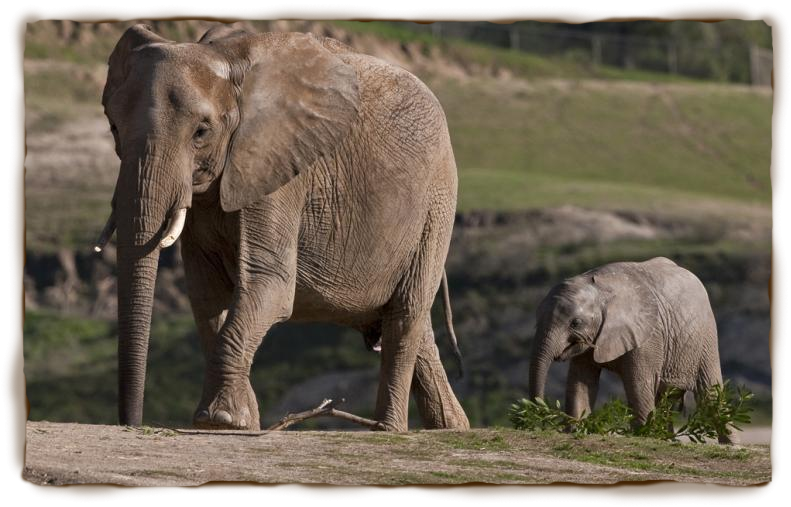 land clipart elephant habitat