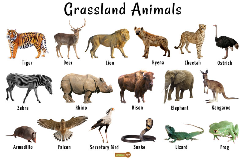 Land clipart grassland animal, Land grassland animal Transparent FREE