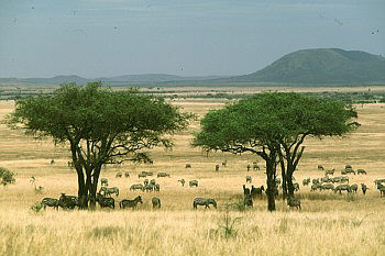 land clipart tropical savanna
