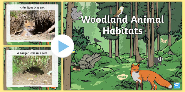 land clipart woodland habitat