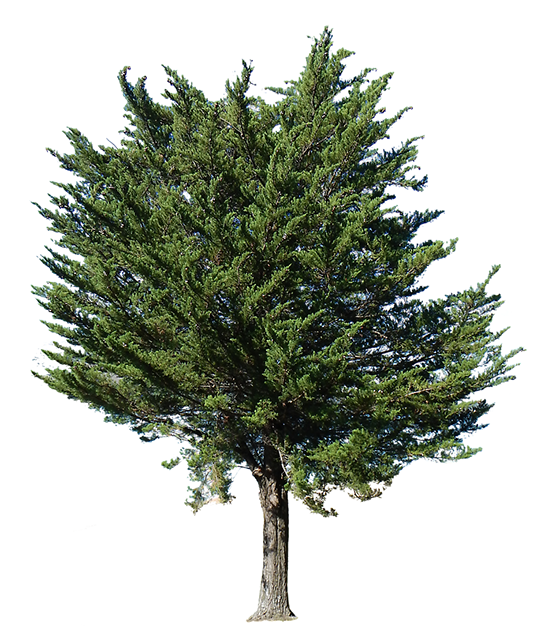 Landscape clipart pine tree. Arboreal http www es