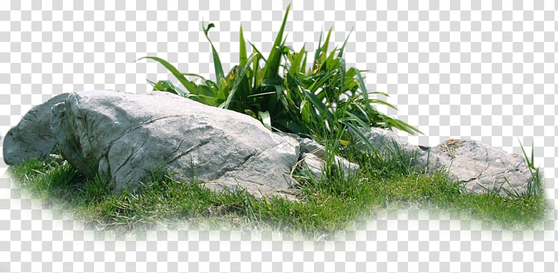 Green bush graphics art. Landscaping clipart 3d grass