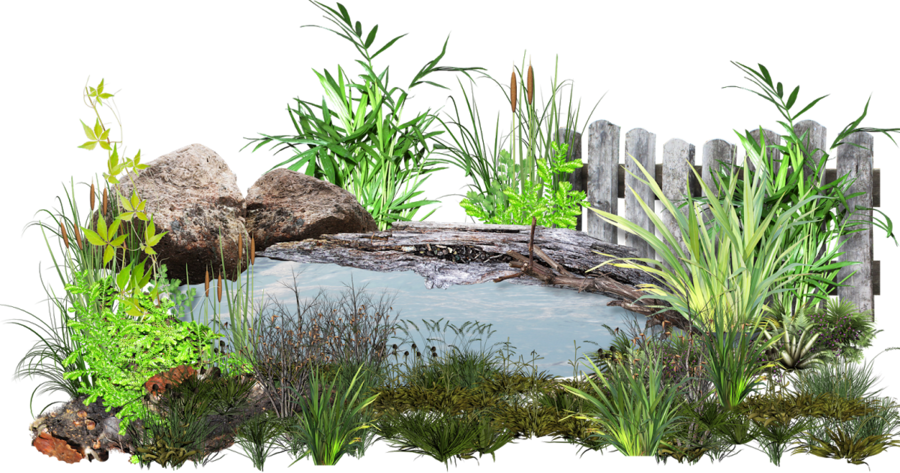 landscaping clipart pond grass