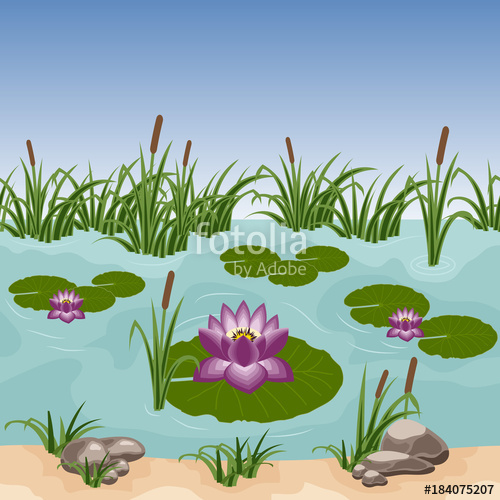 With colorful water lilies. Landscaping clipart pond reed