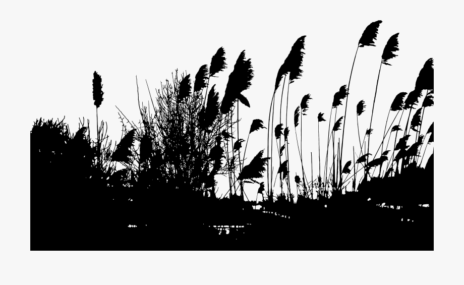 Landscaping clipart silhouette. Reeds png 
