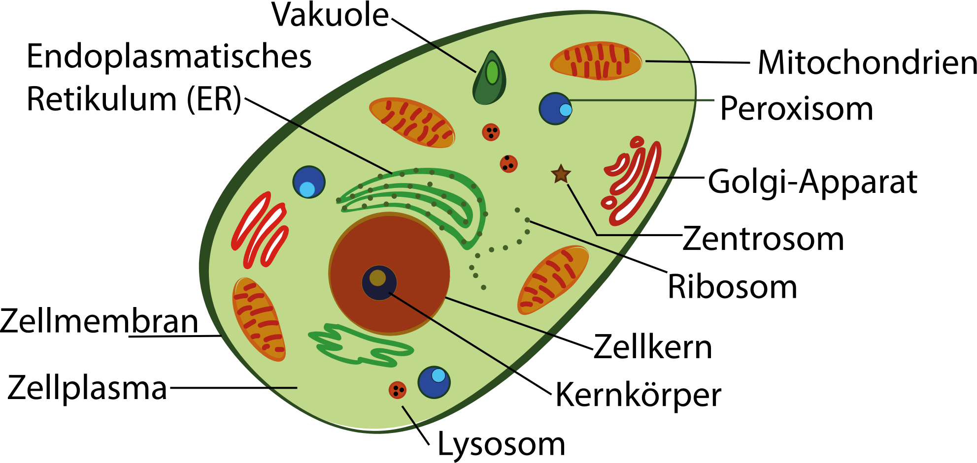 Language clipart german language. Human cell with labeling