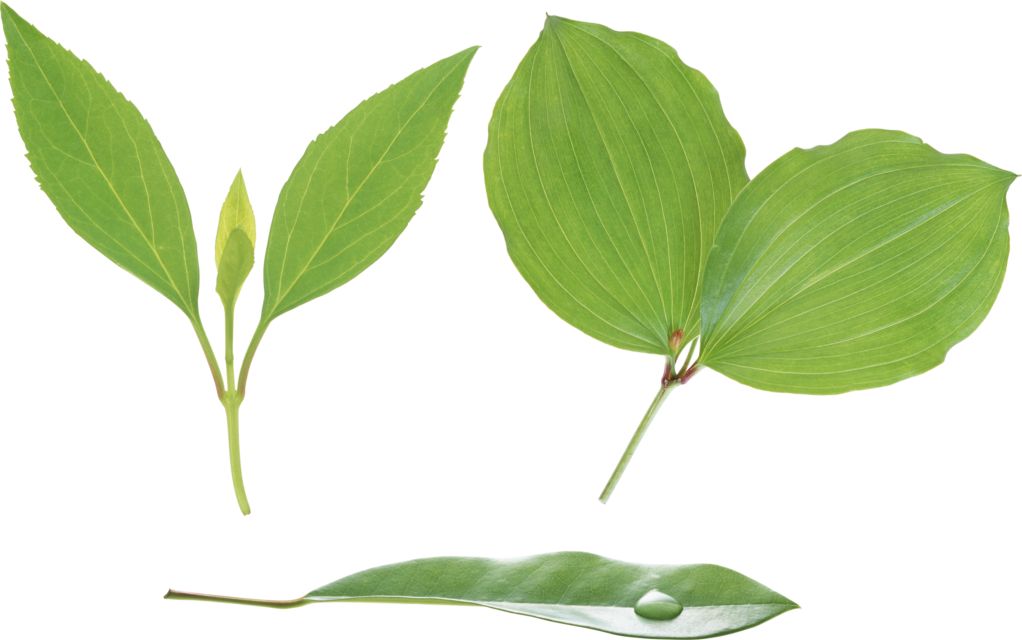 Green leaves png image. Laurel clipart foliage