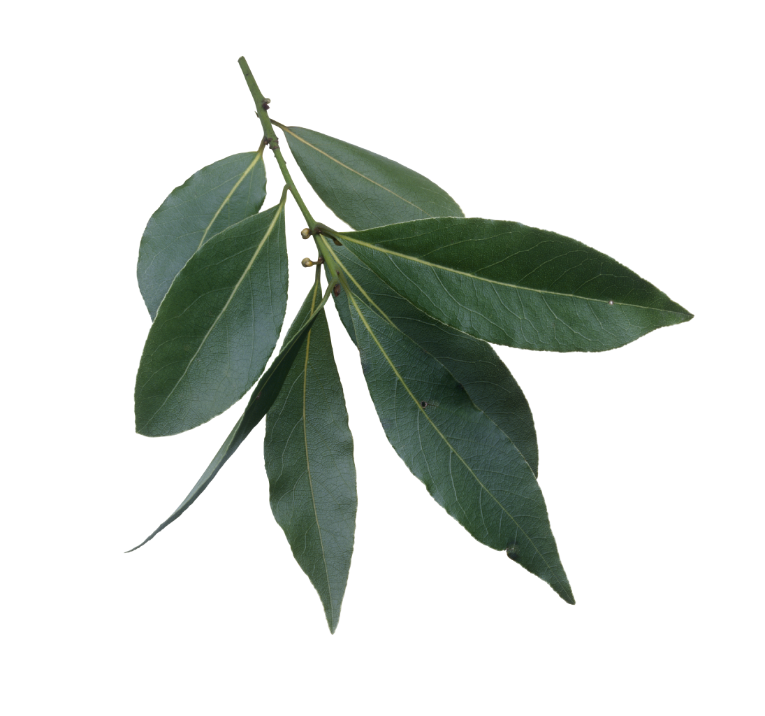 laurel clipart leaf stem