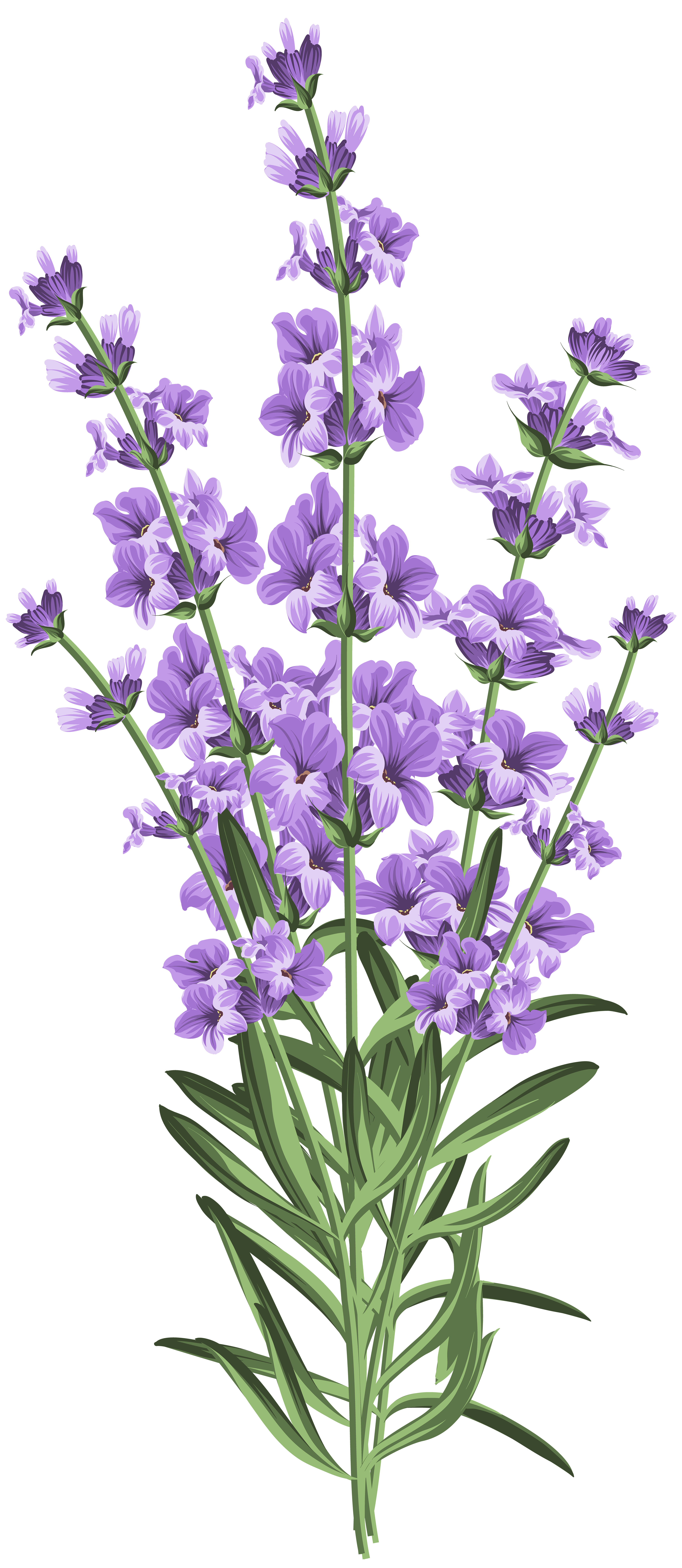 Lavender flower transparent png. Clipart roses lavendar
