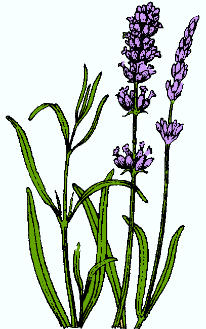 lavender clipart animated