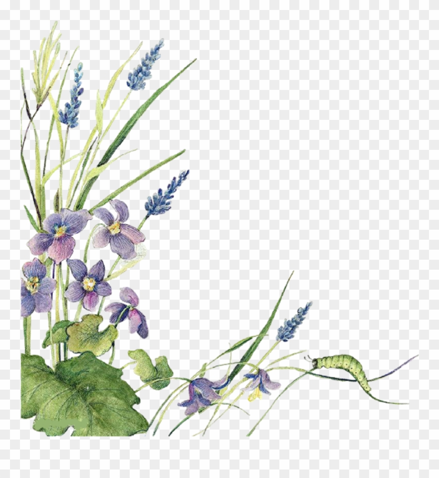 lavender clipart borders