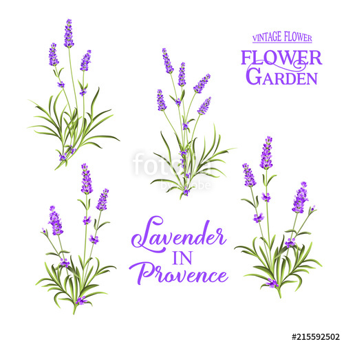 lavender clipart botanical art