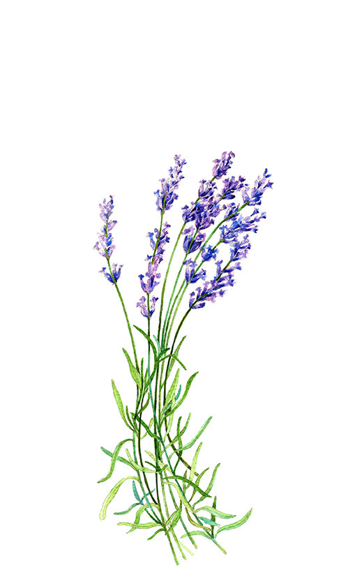 lavender clipart botanical art