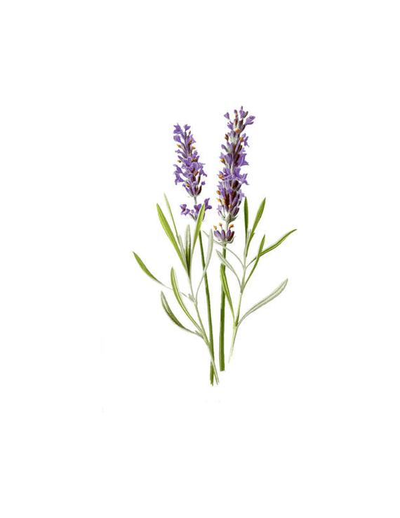 lavender clipart botanical print