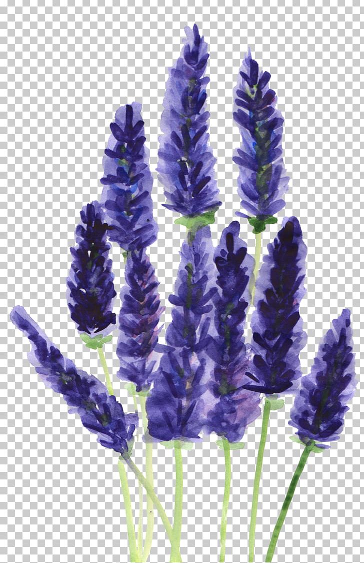lavender clipart botanical print