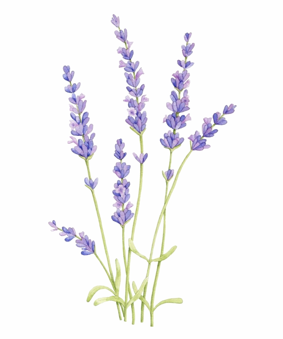 lavender clipart bunga