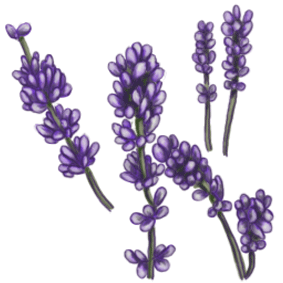 Lavender clipart cartoon. Free cliparts download clip