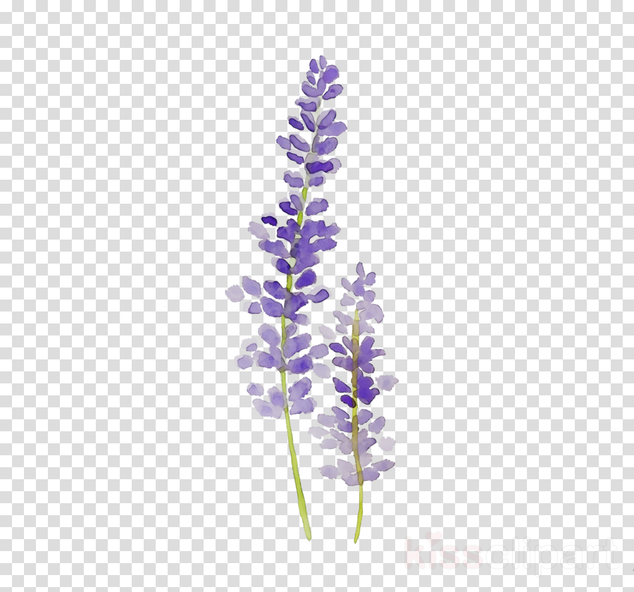 Moon flower plant transparent. Lavender clipart cartoon