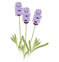 lavender clipart clip art