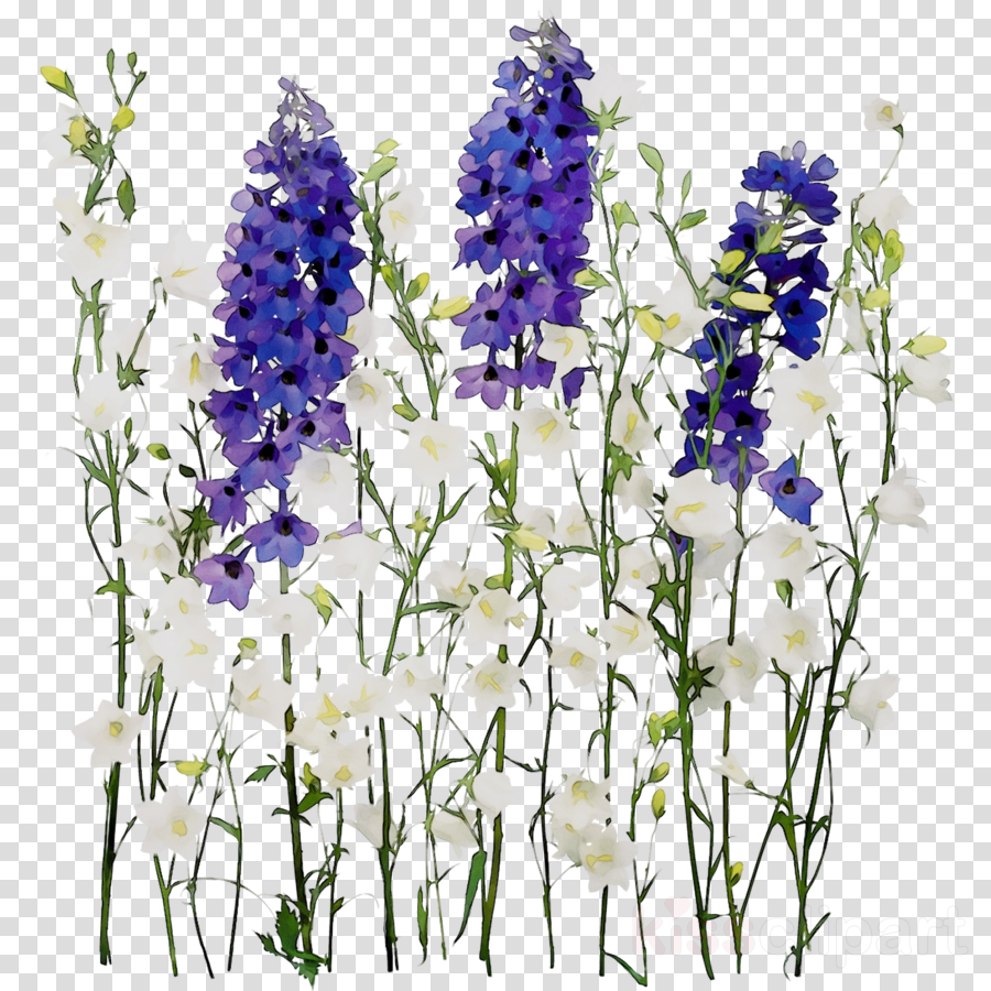 lavender clipart delphinium