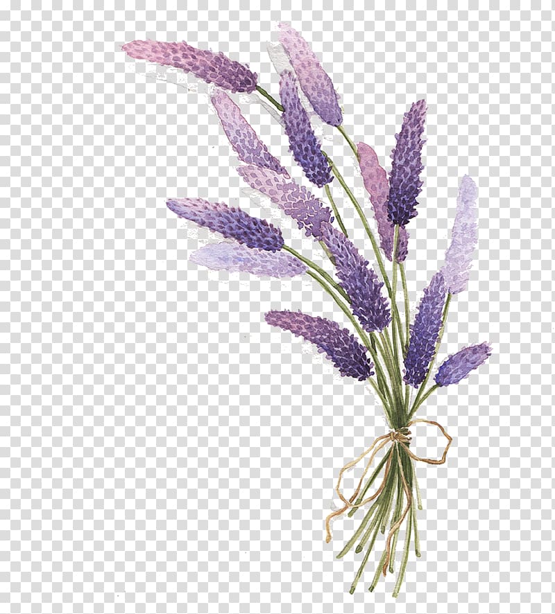 lavender clipart drawing