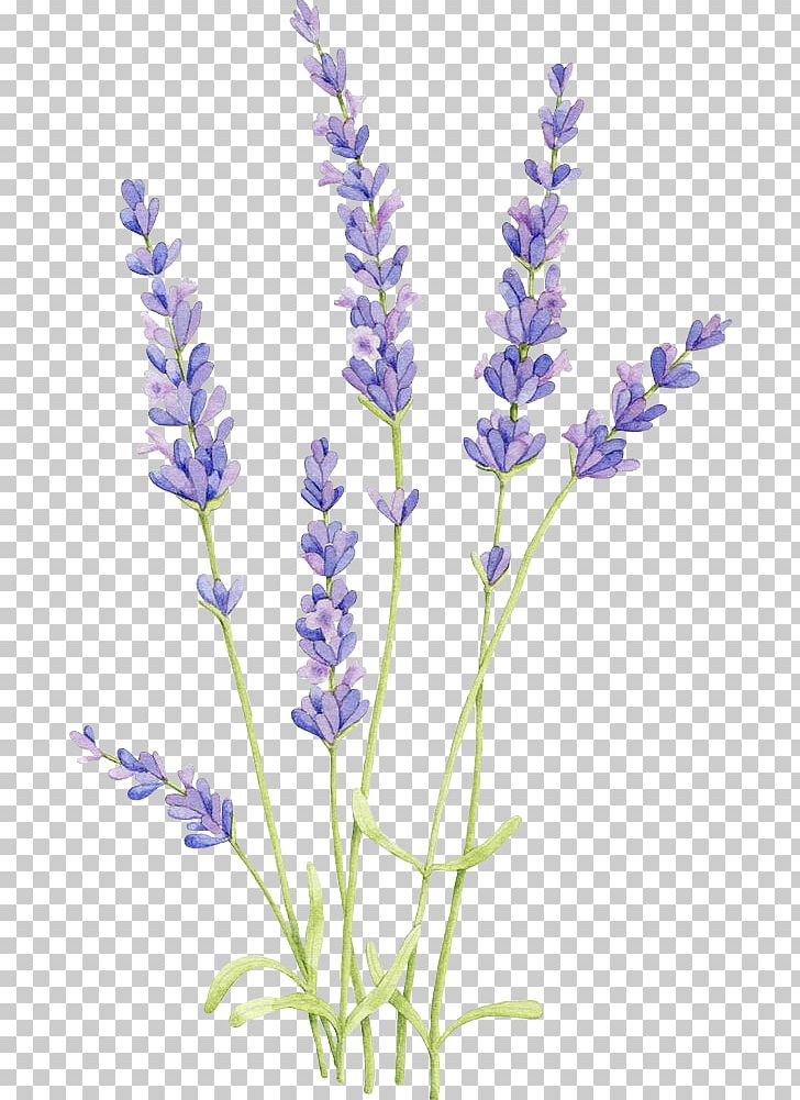 lavender clipart drawing