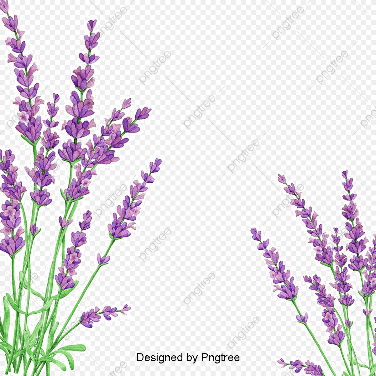 lavender clipart file