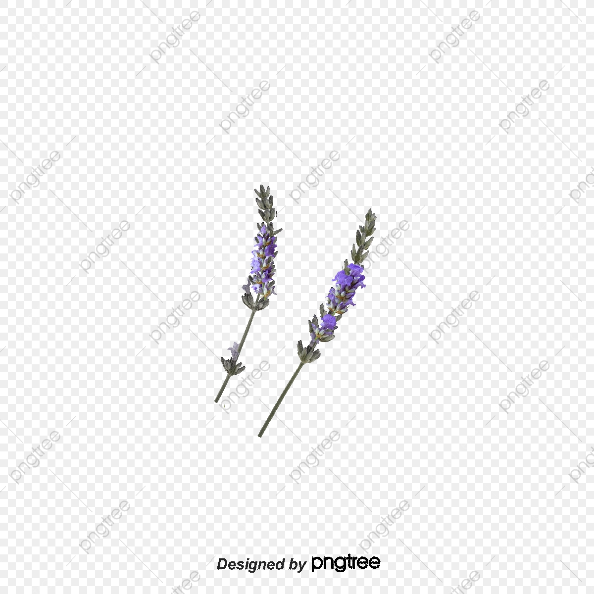 Lavender clipart file. Purple flower png transparent