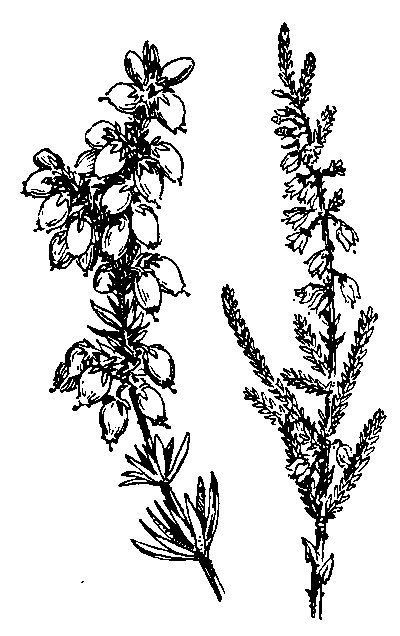 lavender clipart heather