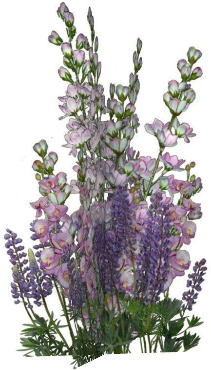 lavender clipart heather