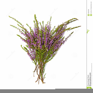 lavender clipart heather