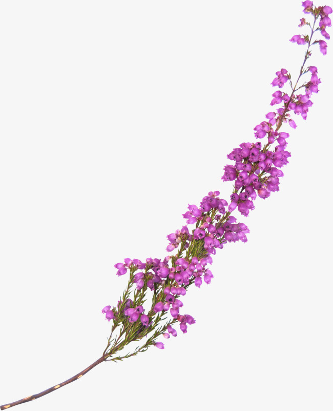 lavender clipart heather