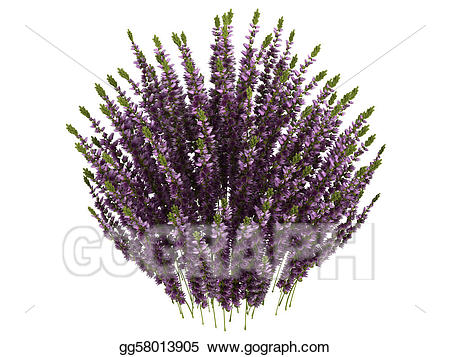Lavender clipart heather. Stock illustration or calluna