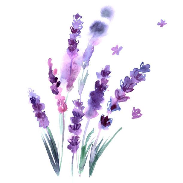 lavender clipart illustration