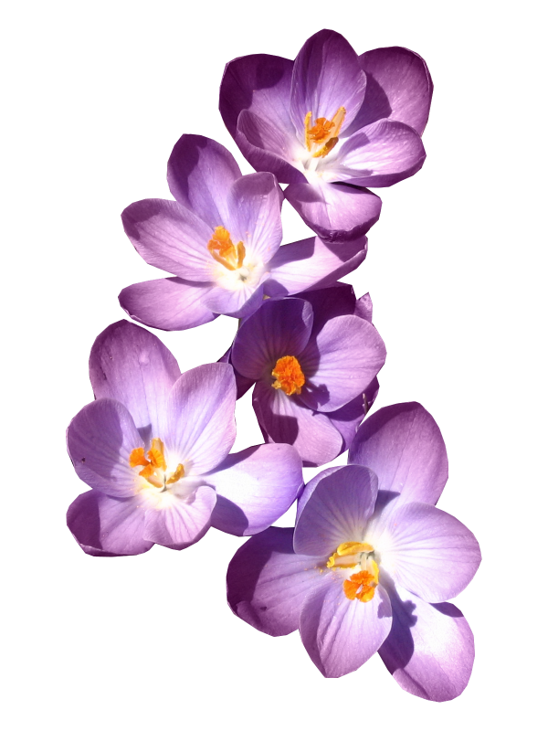 Lavender clipart indigo plant, Lavender indigo plant Transparent FREE