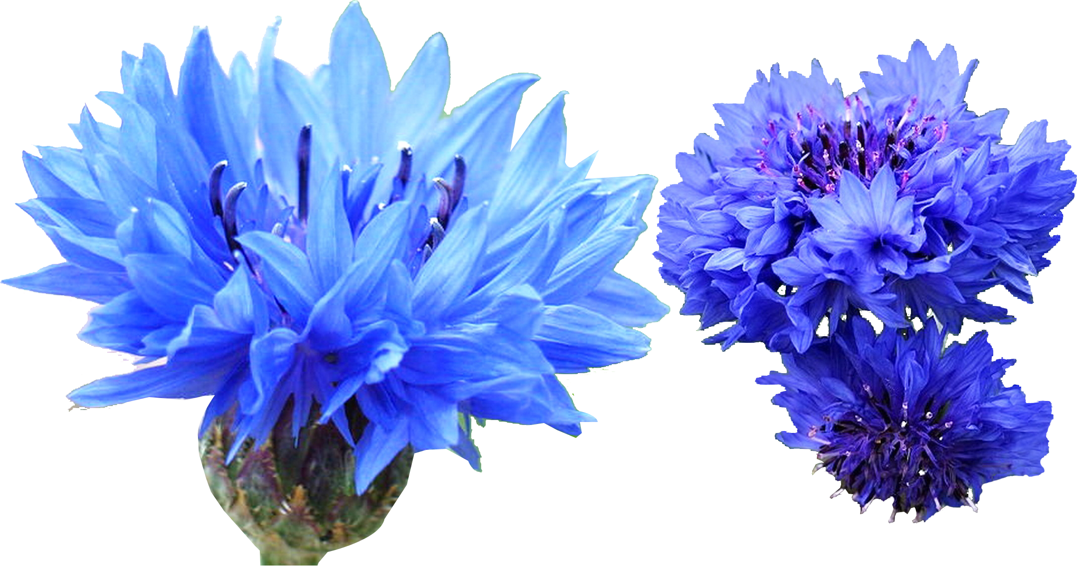 Lavender clipart indigo plant, Lavender indigo plant Transparent FREE