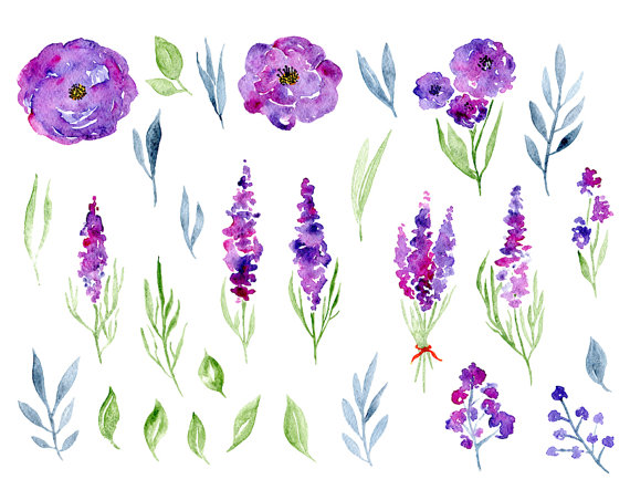 Lavender clipart indigo plant. Watercolor floral purple violet