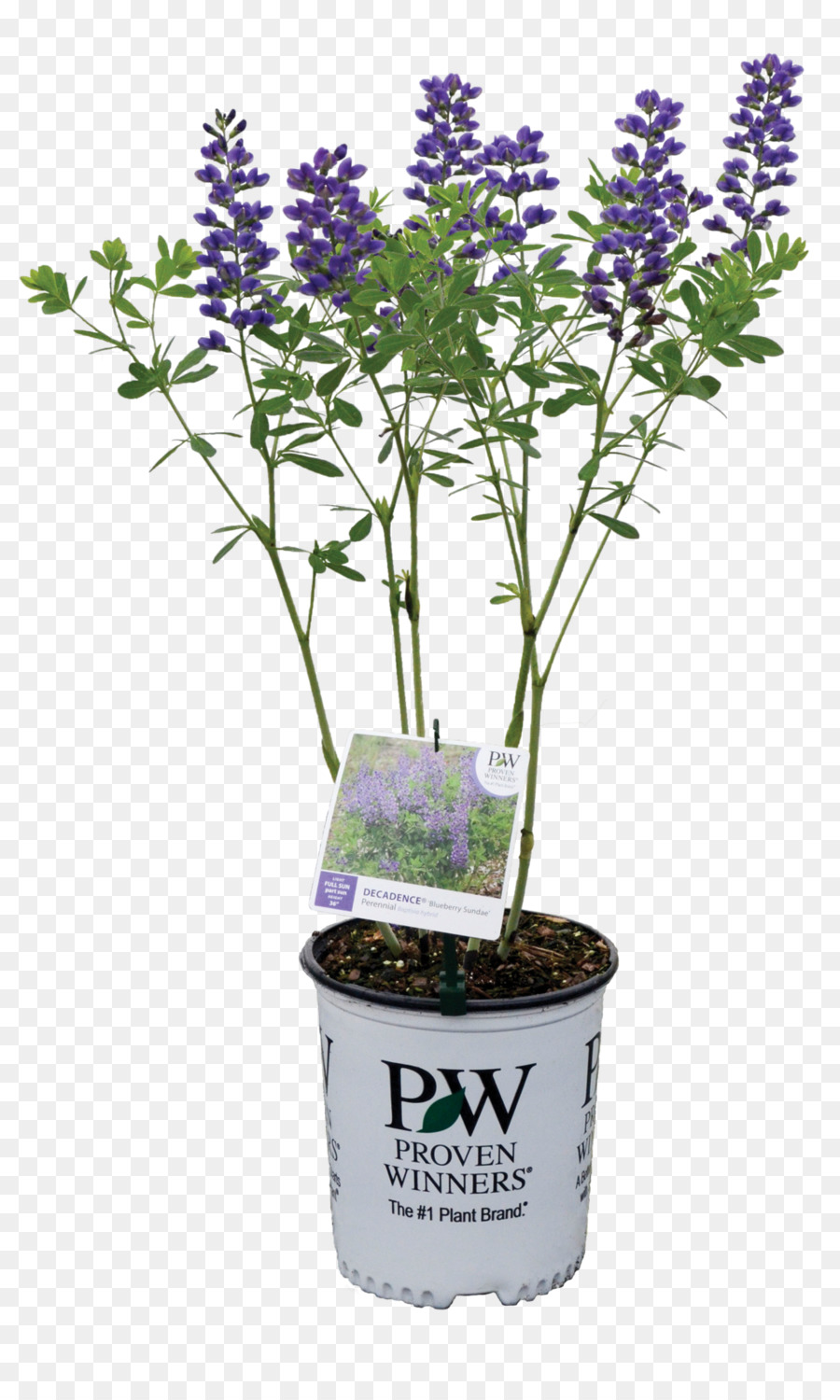 Flowers background png download. Lavender clipart indigo plant