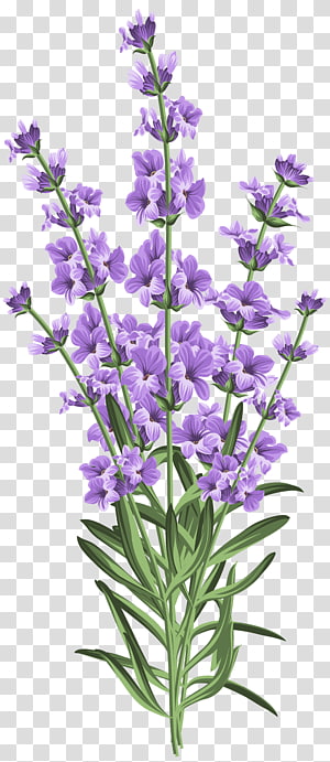 lavender clipart lavander