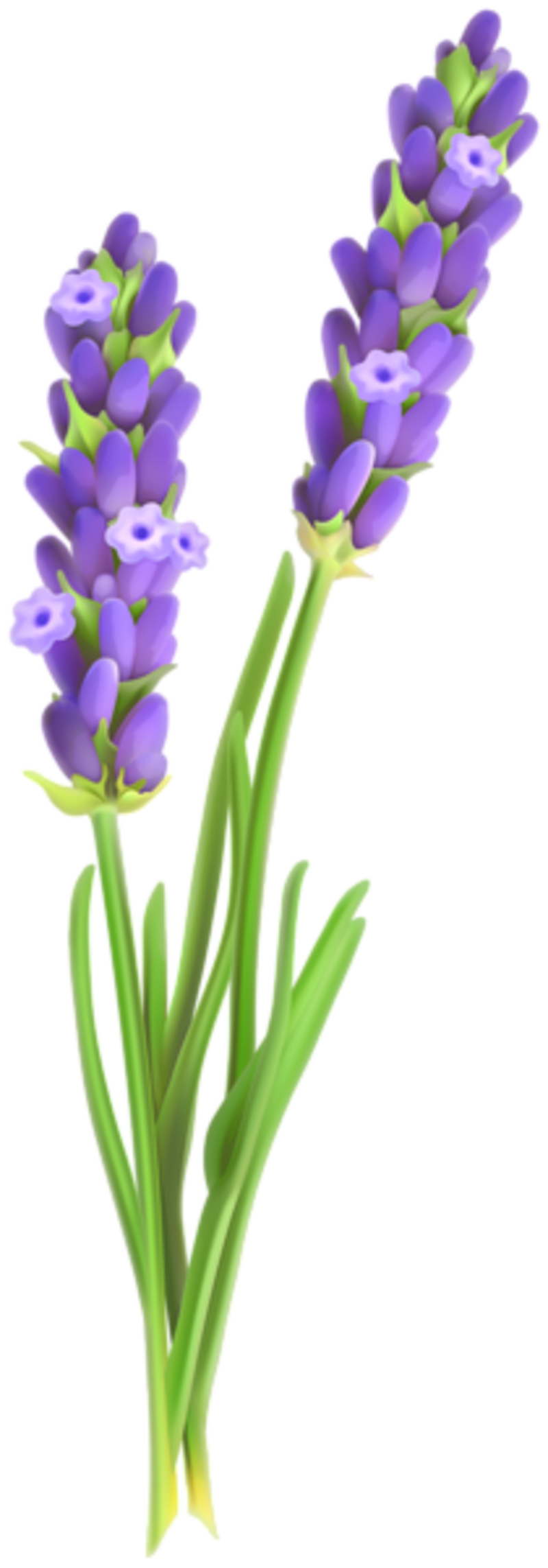 Lavender Clipart Png Png Image Collection