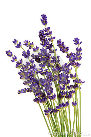 lavender clipart lavender bouquet