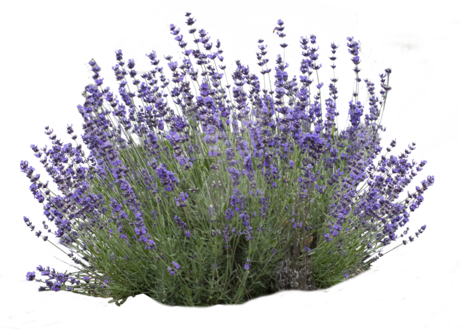 lavender clipart lavender bush