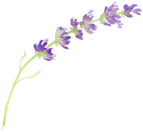lavender flower png