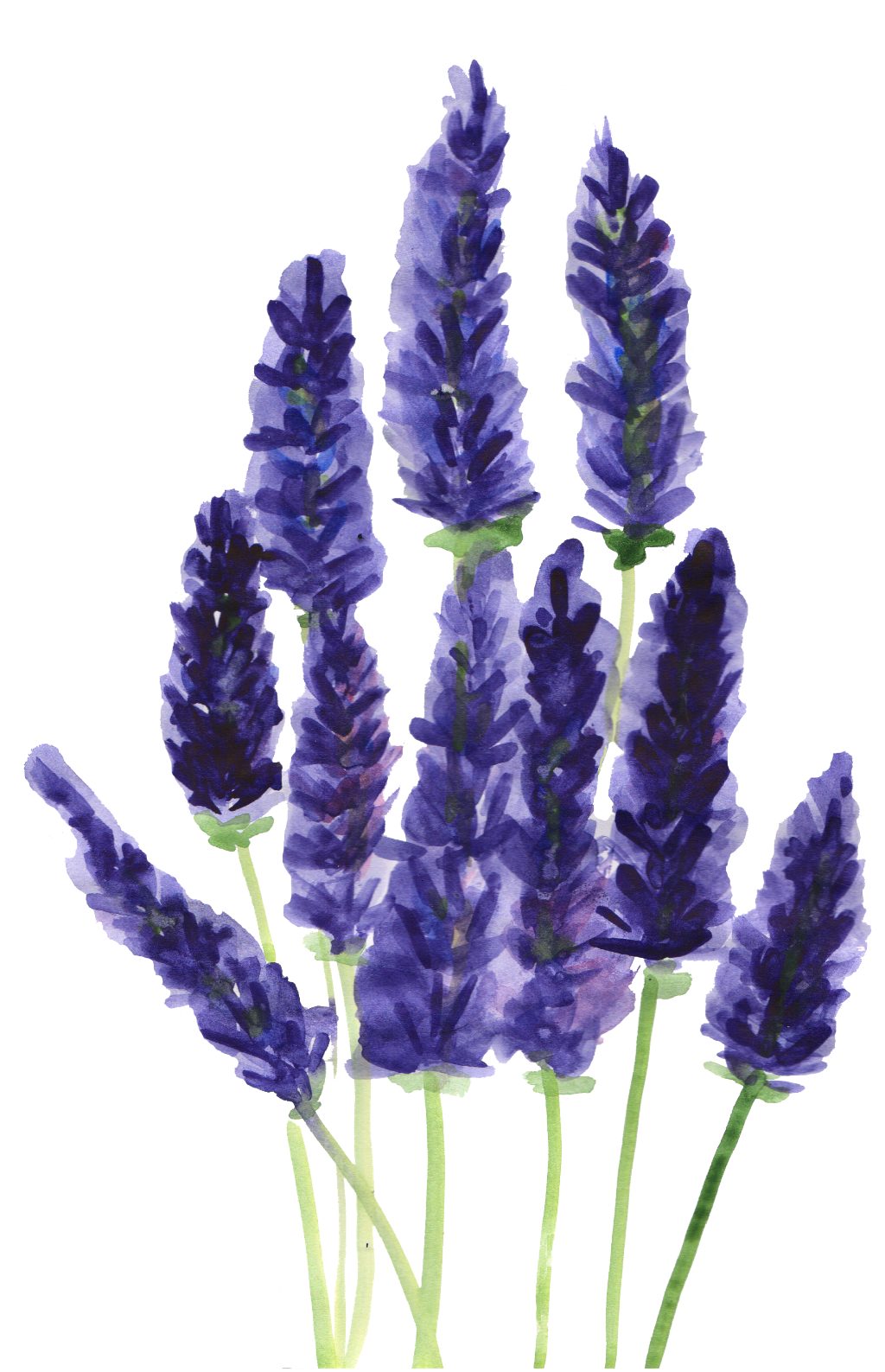 Ftestickers watercolor flowers report. Lavender clipart lavender french