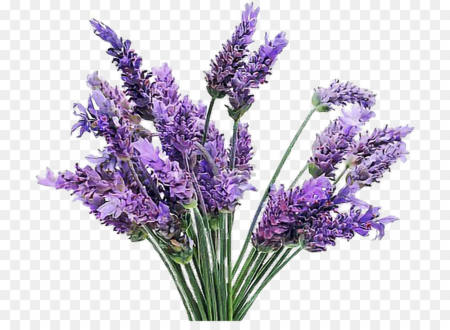 Flowers background png download. Lavender clipart lavender french