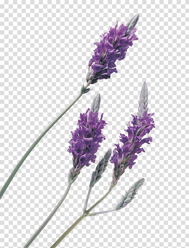 lavender clipart lavender oil