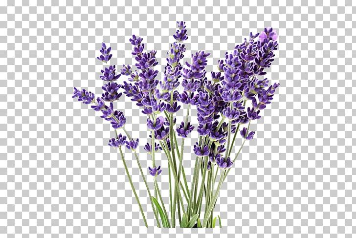 lavender clipart lavender oil