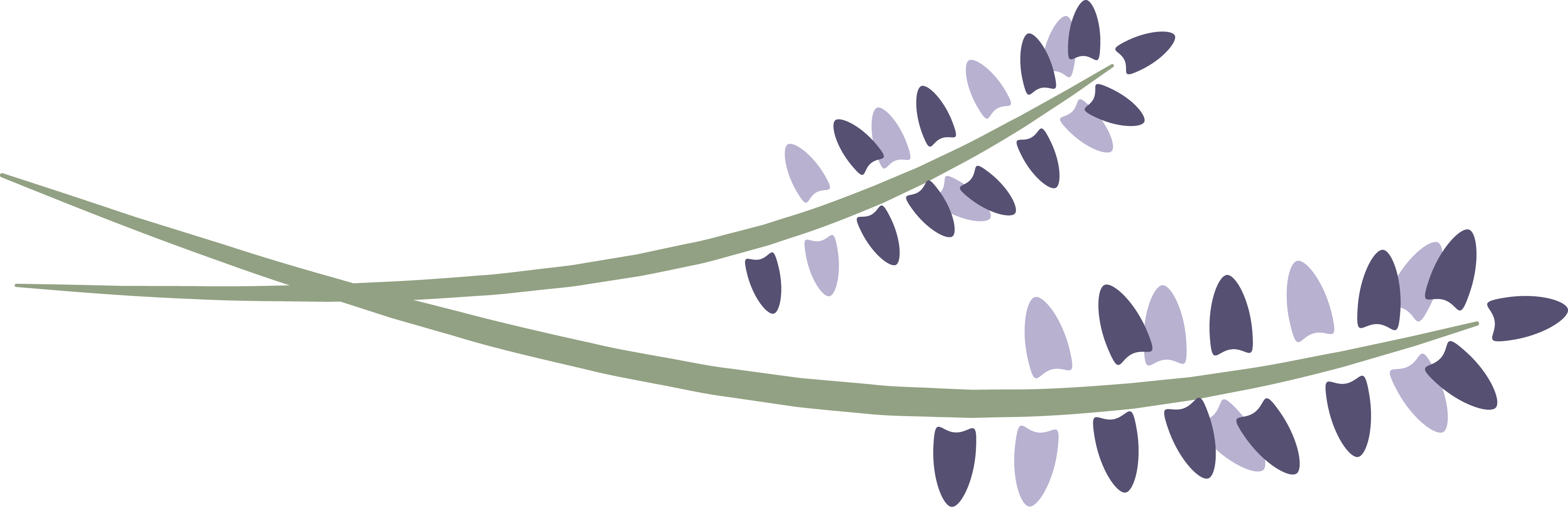 lavender clipart lavender plant