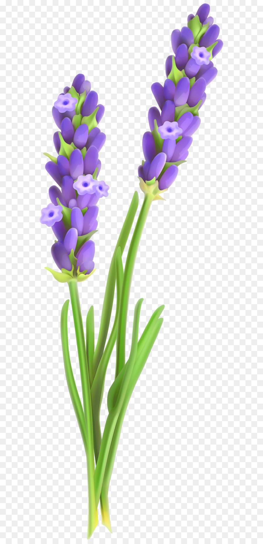Lavender clipart lavender plant. Flower png download free